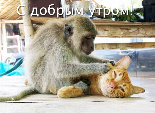 1317292471_smeshnye-zhivotnye-9