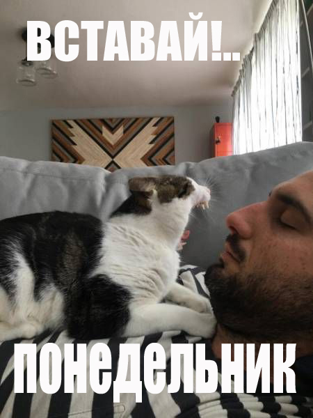 201610200003-kartinki-prikoly-kote-zevota-kashamalasha-com