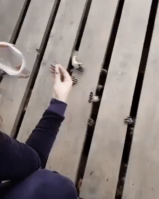 -еноты-живность-3439894