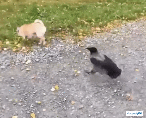 c06257167117a0976aba80cff8c