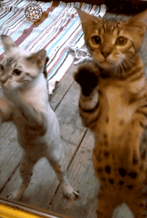 gif_9484