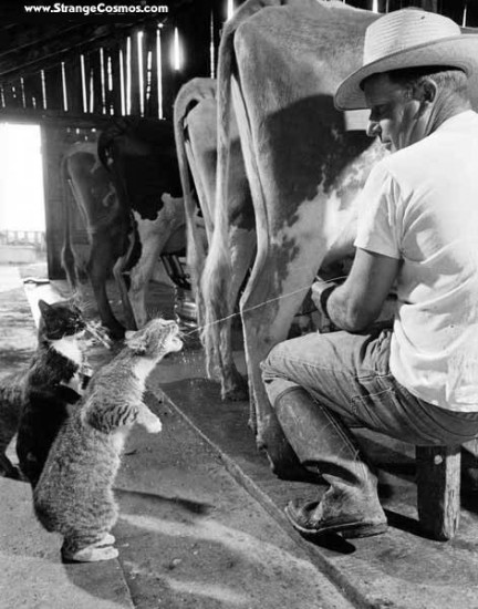 FarmCats