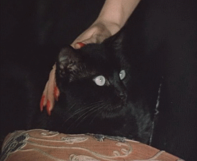 Черная кошка