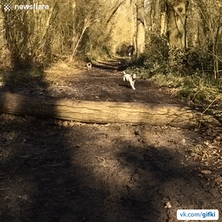 ezgif_com-optimize_12