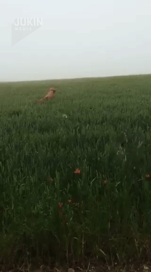 ezgif.com-video-to-gif