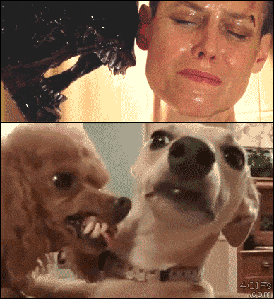 pasdoggif0000