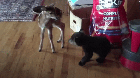 1c6a2a815ad2713366ed3c53682affa8