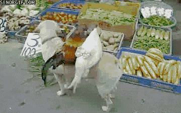 1478599147_gifs_20
