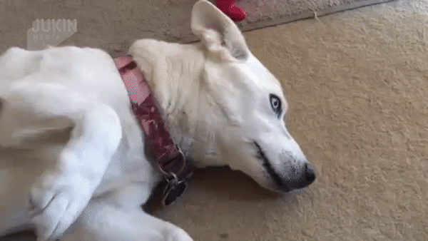 ezgif.com-video-to-gif