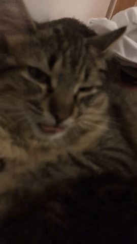 ezgif.com-video-to-gif (13)