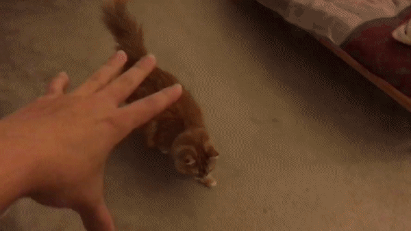 ezgif.com-video-to-gif (22)