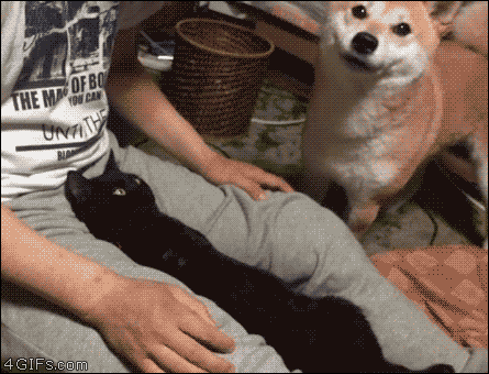 D0B3D0B8D184D0BAD0B8D0BAD0BED182D0BCD0B5D0B6D0B4D183D0BDD0BED0B3D0BAD0BED182D0B6D0B8D0B2D0BDD0BED181