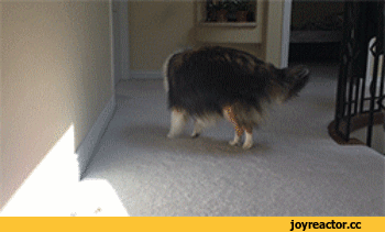 D181D0BED0B1D0B0D0BAD0B0D0B6D0B8D0B2D0BDD0BED181D182D18CD0B3D0B8D184D0BAD0B03484469