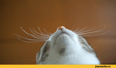 D0B3D0B8D184D0BAD0B8D0BAD0BED182D18DD183D181D18BD0B2D0BED0B7D0B1D183D0B6D0B4D0B5D0BDD0B8D0B53484127