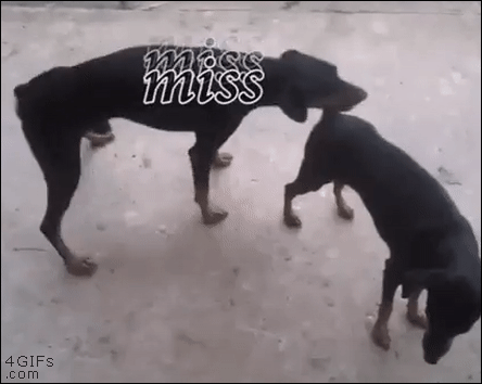 Dog-air-hump-miss