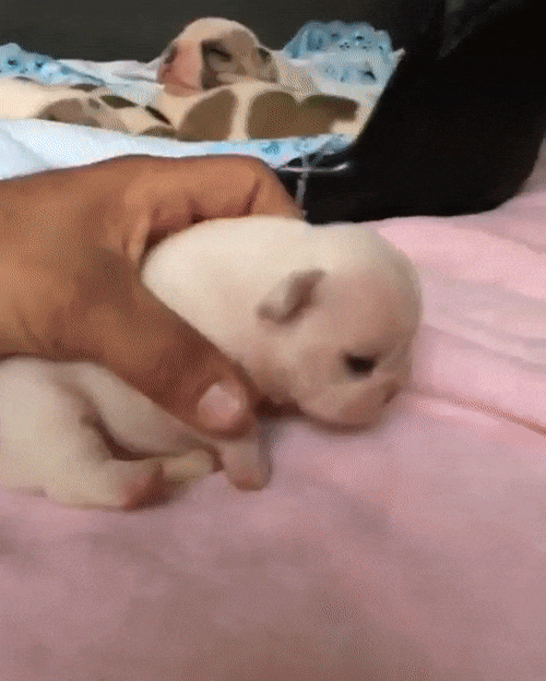 Собачка маленькая