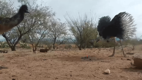 ezgif.com-video-to-gif