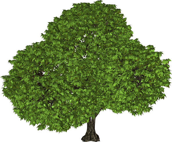 tree_PNG3483