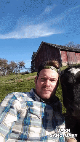 -корова-живность-3487057