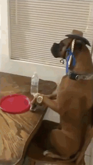 Из серии "Мой хозяин идиот"