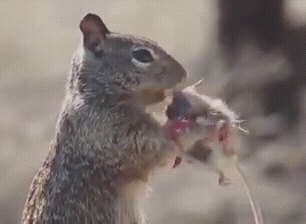 Белка и мышь