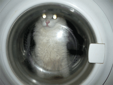 stirkacat