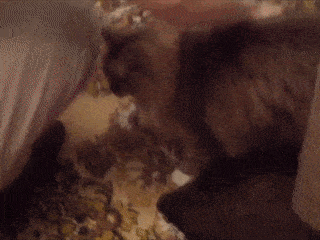 -гифка-сомнения-3516026