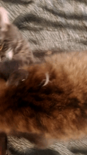 -котэ-мейн-кун-3516684