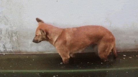 собакен уснула