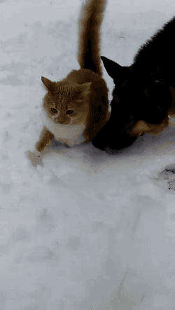 Игра в снегу