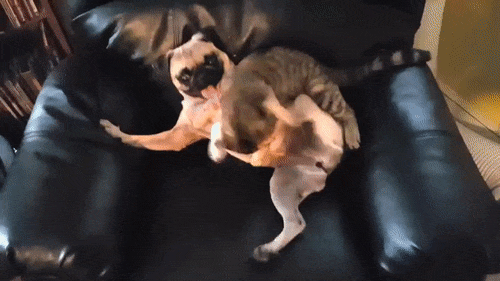 -котэ-мопс-доминируй-и-властвуй-3531963