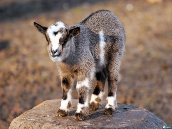 f0d84v18wdolcfk5c61jt08zq3rivo7y_6[1]