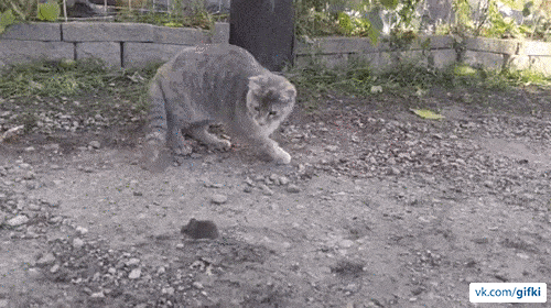 ezgif_com-optimize_7