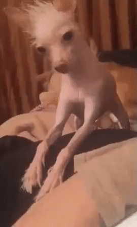 ezgif.com-6ce23a6b10