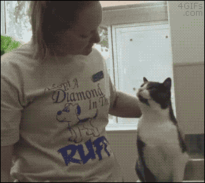 -котэ-3538217