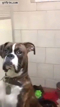 hannibalboxeriswatchingyou