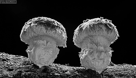 1418650446_mushroom_growing_timelapse