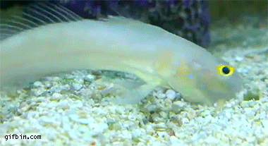 goby_sifting_sand