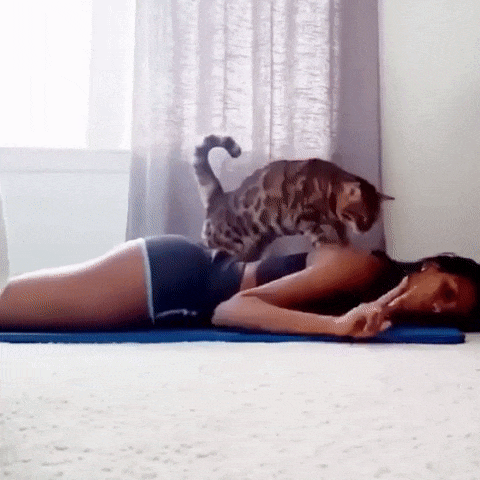 Котомассаж