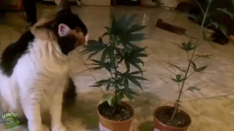 catganja