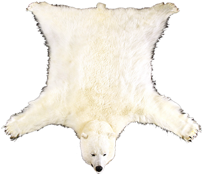 ШКУРА МЕДВЕДЯ белого с головой