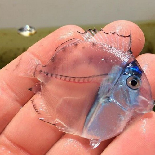 664e909ed6515358615577fde8934966