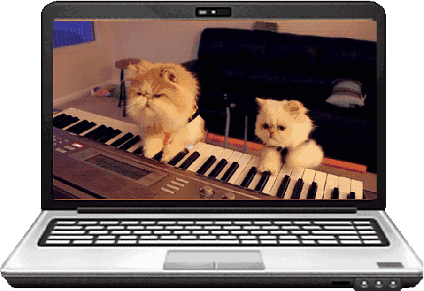 Котики музыканты