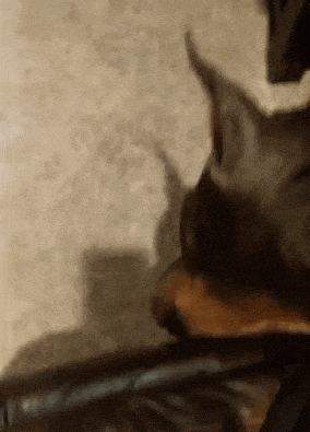 собака-подозревака