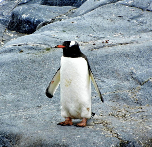 Пингвин