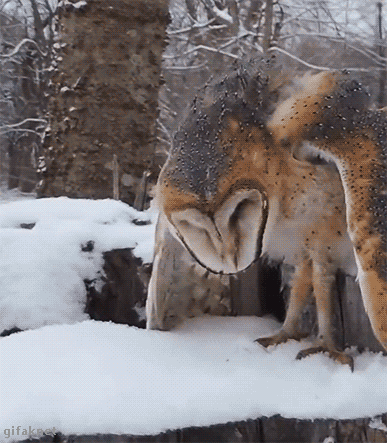 63f7ceffc81b118396a0883ddc4