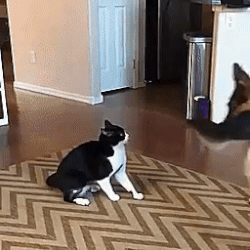 -котэ-собака-Сложные-отношения-3634686