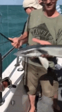 -рыба-липучка-рыба-прилипала-3636849