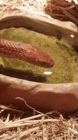 ре