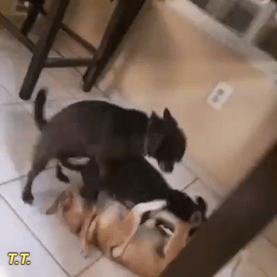 giphy656565656_yapfiles.ru